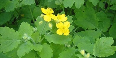 Tratamento de fungos de unhas nas pernas Celandine