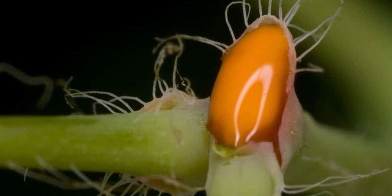 suco de celidônia para o tratamento de fungos nas unhas